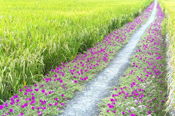 马齿苋属的植物大花蔷薇花盛开的向路边陆地