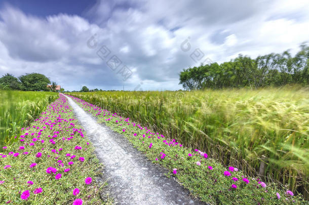 马齿苋属的植物<strong>大</strong>花<strong>蔷薇花</strong>盛开的向路边陆地