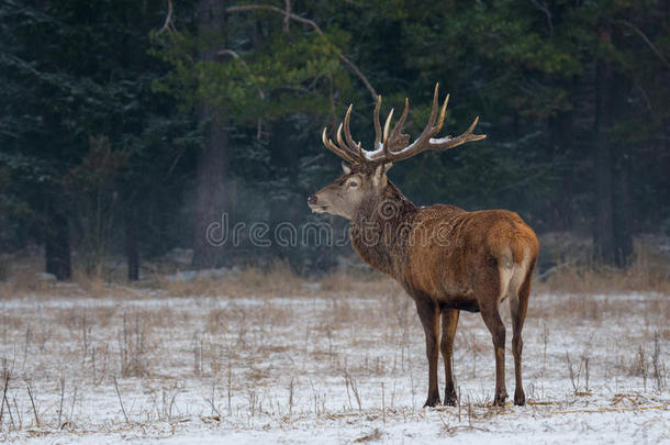 冬野生的鸟兽等风景和高尚的鹿鹿属赤鹿属,白俄罗斯