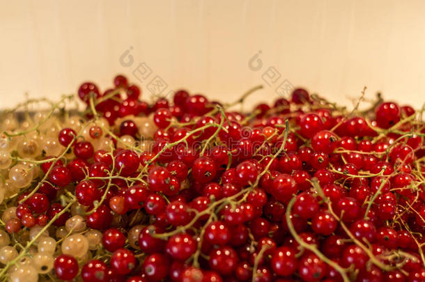 自然的背景浆果红色的白色的小葡萄干成果个人简历有机的英语字母表的第2个字母