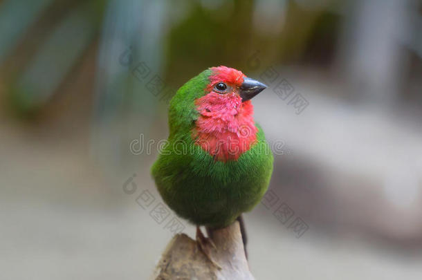 红色的-用沙哑的声音或嗓音发音鹦鹉-雀科小鸟