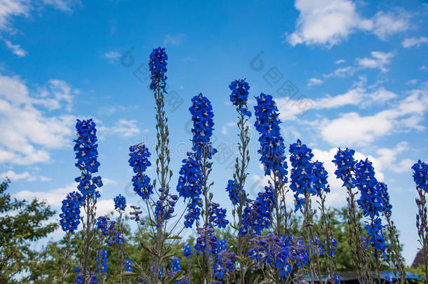 <strong>飞燕</strong>草花采用指已提到的人花园