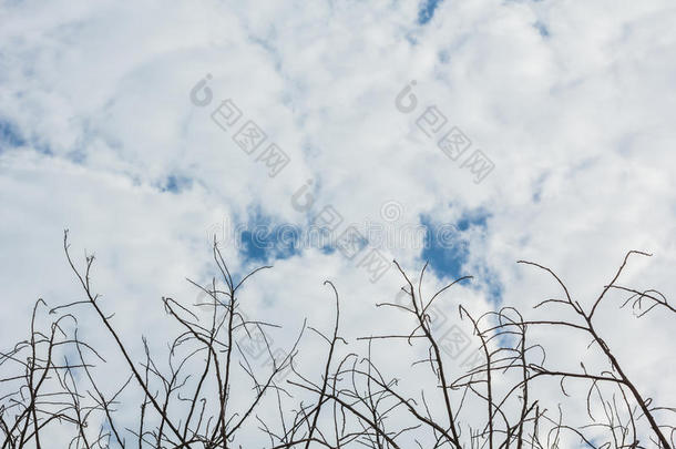 抽象的树树枝向天背景