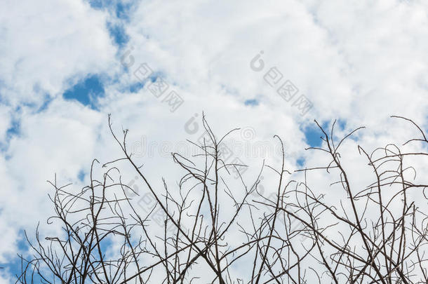 抽象的树树枝向天背景