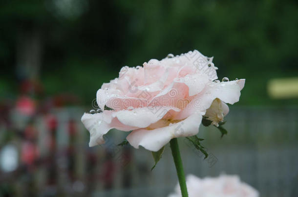 白色的玫瑰大量的在旁边早晨水珠