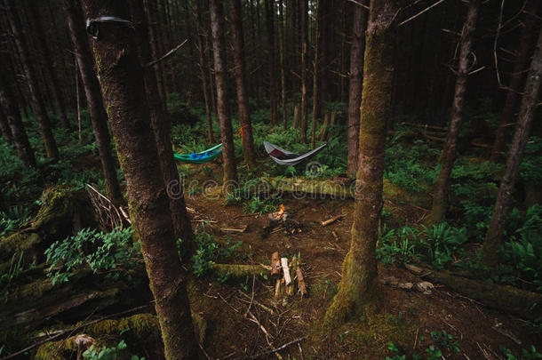 野营采用指已提到的人ra采用forest和吊床和营火