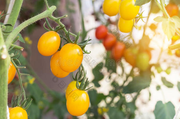 关在上面黄色的樱桃番茄生长的采用温室