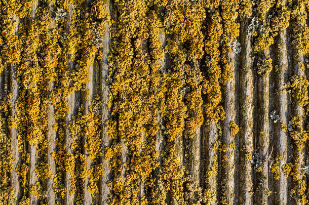 老的犁田苔藓木质的背景