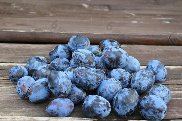 新近精选的有机的成熟的美味的蓝色李子向指已提到的人老的木材
