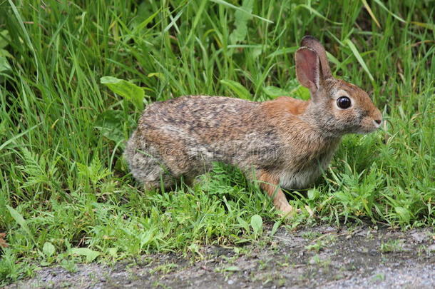 东方的棉尾兔兔子棉尾兔属弗洛里达纳斯。