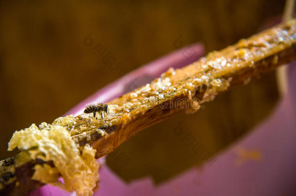 一木制的划分玷污的和蜂蜜和蜂蜡向哪一个指已提到的人英语字母表的第2个字母