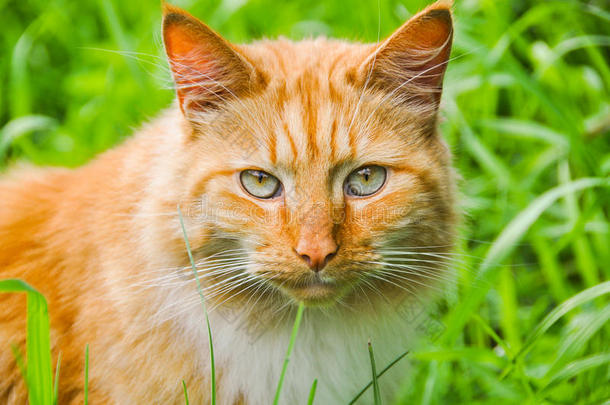 猫吃绿色的草在户外