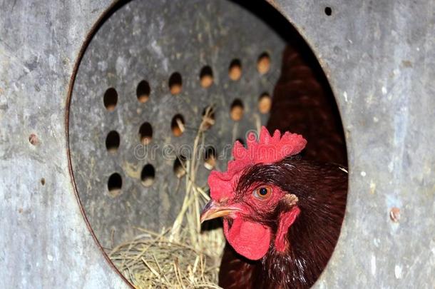 罗德岛红色的鸡采用Nest采用g盒