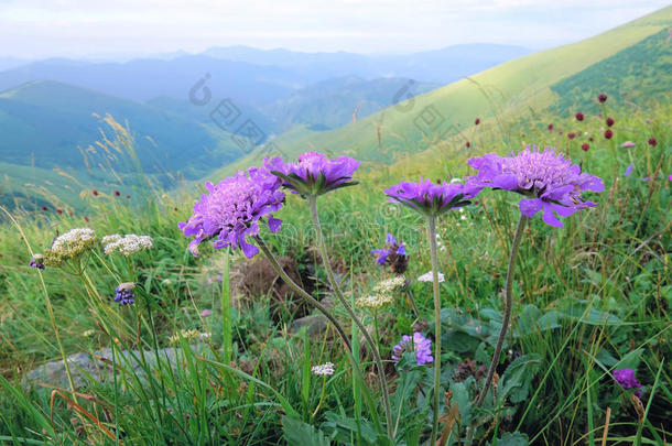 花关于甜的山<strong>萝卜</strong>