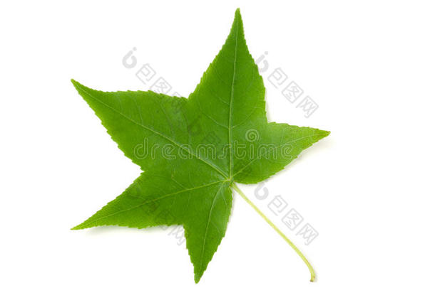 绿色的叶子关于胶皮糖香树斯特拉西夫拉隔离的向白色的后台