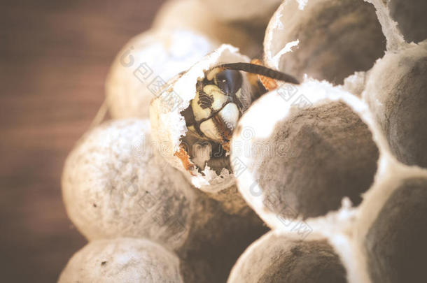 普通的黄蜂黄胡蜂属寻常的新兴的从孵蛋细胞