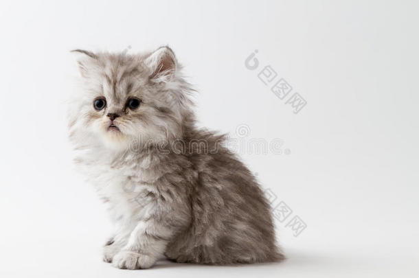 苏格兰的直的长的头发小猫一次向白色的背景