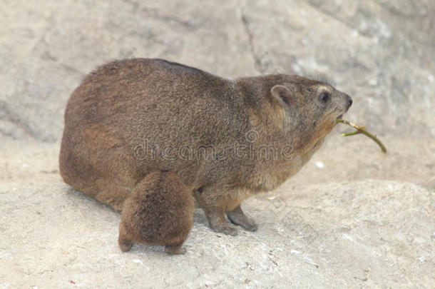 岩石蹄<strong>兔</strong>蹄<strong>兔</strong>属capensis