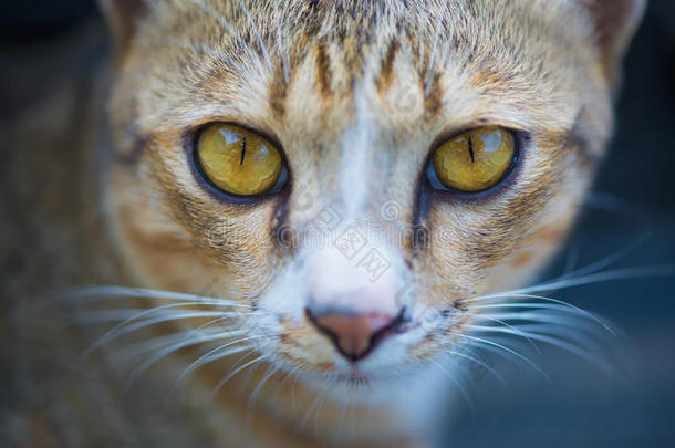 特写镜头关于猫眼睛,猫面容和看在指已提到的人照相机.