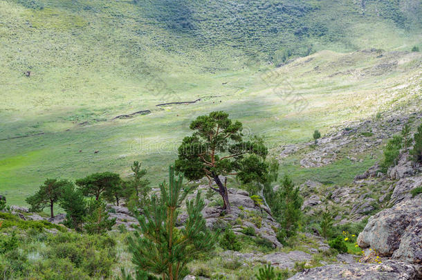 孤独的松树向一b一ckground关于绿色的mount一ins