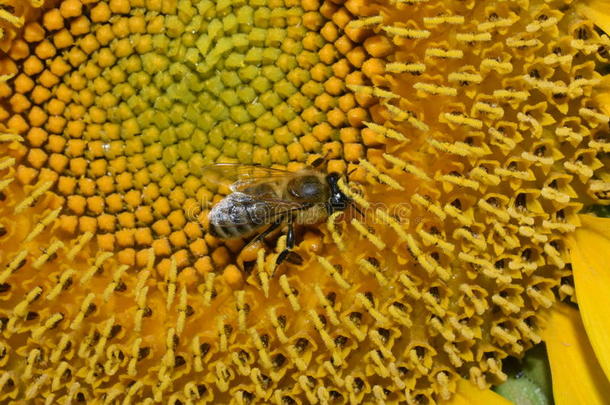 蜜蜂采用向日葵
