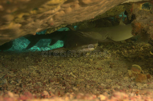 白尾尖蜂鸟礁鲨鱼在下面一t一blecor一l
