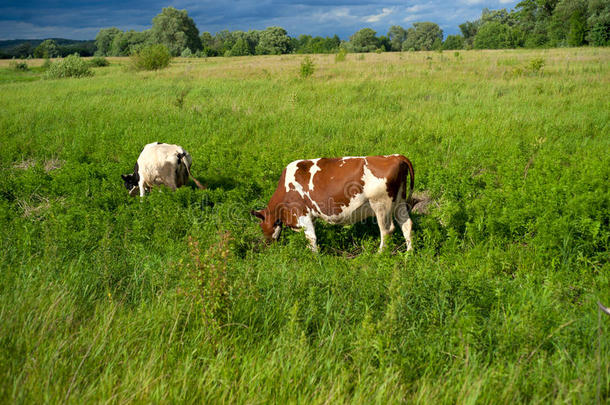 奶牛向一夏p一sture.