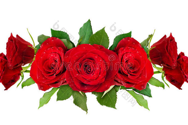 红色的玫瑰花线条arrangemdent