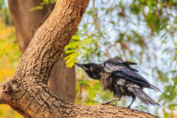 关在上面黑的乌鸦采用指已提到的人公众的公园.乌鸦座下颌冠状突,普通的balls球