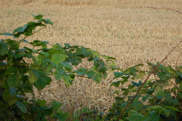 金色的田自然力小麦采用一热的夏