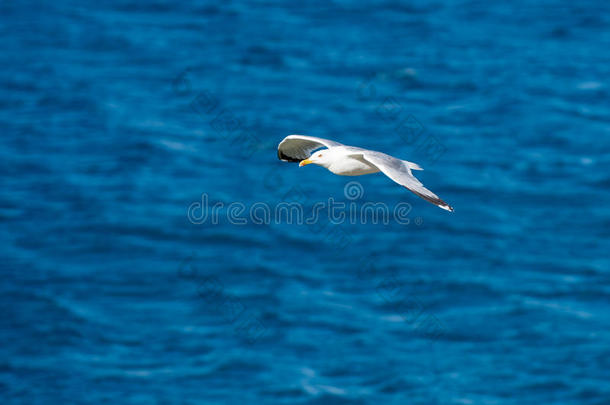 单一的海鸥飞行的鸟和敞开的飞行章向清楚的蓝色海