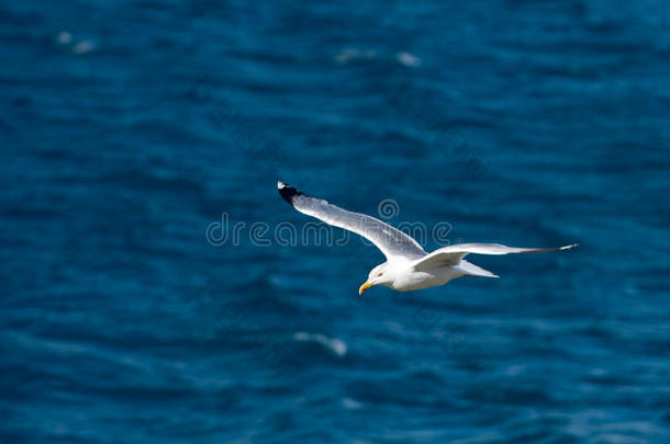 单一的<strong>海鸥</strong>飞行的鸟和敞开的飞行章向清楚的蓝色海