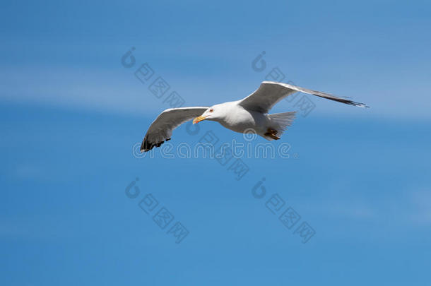 单一的<strong>海鸥</strong>飞行的鸟和敞开的飞行章向清楚的蓝色天