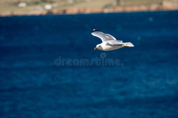 单一的海鸥飞行的鸟和敞开的飞行章向清楚的蓝色海