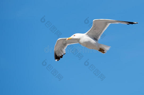 单一的<strong>海鸥</strong>飞行的鸟和敞开的飞行章向清楚的蓝色天