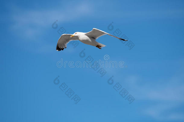 单一的海鸥飞行的鸟和敞开的飞行章向清楚的蓝色天