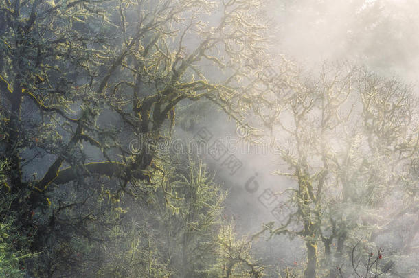早晨<strong>阳光</strong>发光向冬雾采用森林
