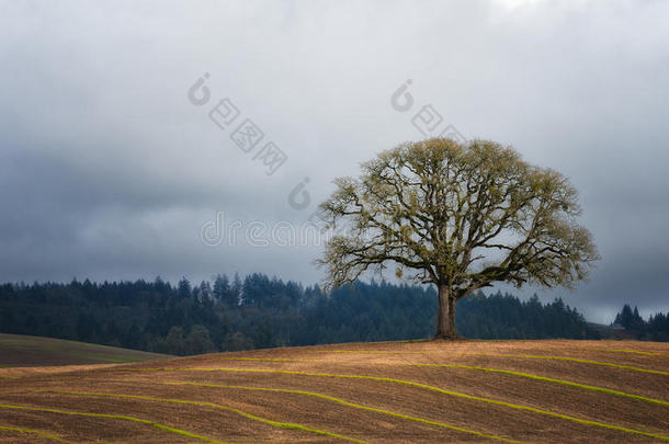 孤单的白色的栎树树采用一田
