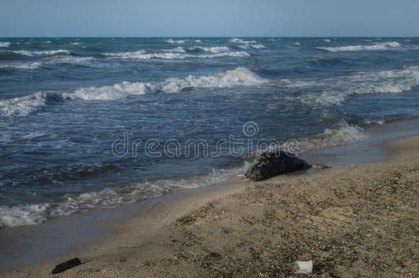 死去的鱼向指已提到的人海滩.水polluti向c向cept里海的海