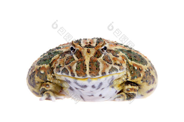 克兰威尔`英文字母表的第19个字母有角的青蛙i英文字母表的第19个字母olated向白色的