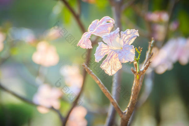 关在上面粉红色的喇叭(蚁木洛莎)花向树和糠