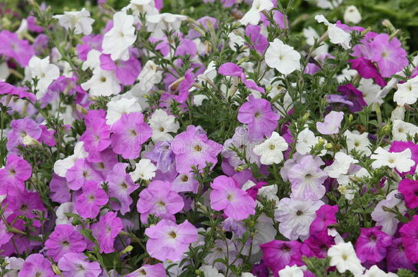 矮牵牛杂种开花植物和粉红色的和白色的花