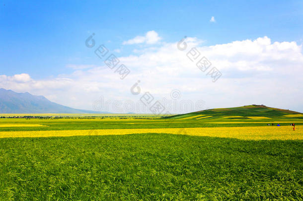 指已提到的人油菜花关于青海菜单牧民生活的