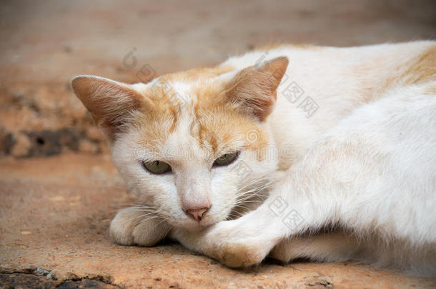 关在上面白色的ThaiAirwaysInternati向al泰航国际猫是（be的三单形式睡眠向地面