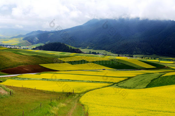 青海祁连卓尔山<strong>风景</strong>和<strong>油菜花</strong>