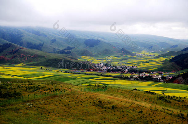 青海祁连卓尔山<strong>风景</strong>和<strong>油菜花</strong>