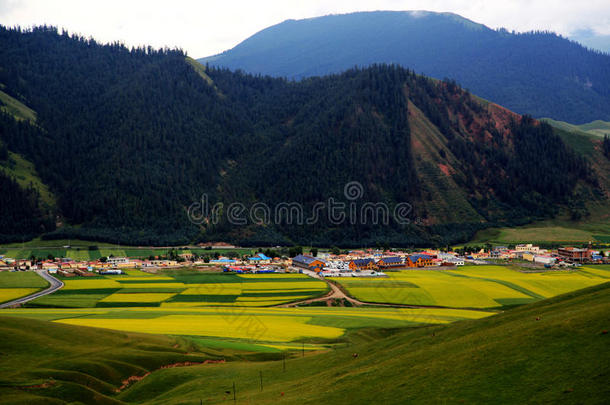 青海祁连卓尔山风景和油菜花