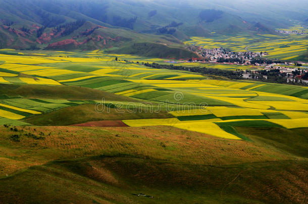 青海祁连卓尔山风景和油菜花