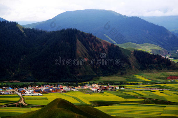 青海祁连卓尔山<strong>风景</strong>和<strong>油菜花</strong>