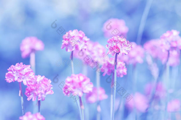 小的粉红色的圆形的花向一蓝色b一ckg圆形的.艺术的im一gewinter冬天